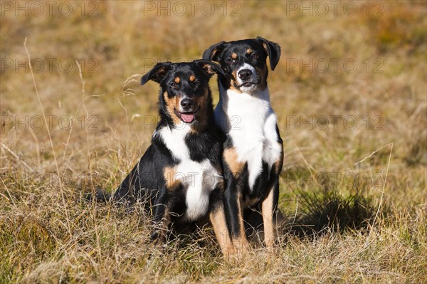 Appenzeller Sennenhund