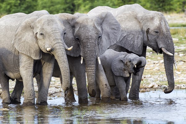 African elephants (Loxodonta africana)