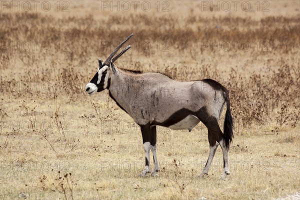 Gemsbok (Oryx gazella)