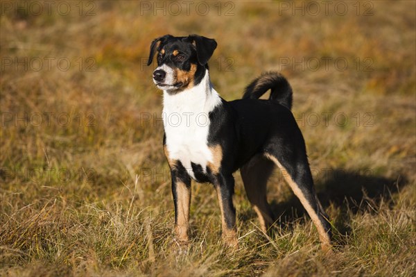 Appenzeller Sennenhund