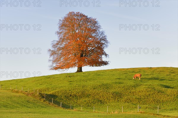 European Beech (Fagus sylvatica) in autumn