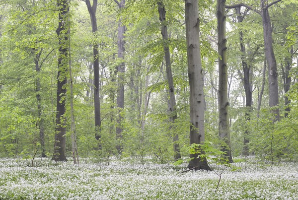 Flowering wild garlic (Allium ursinum) in spring forest