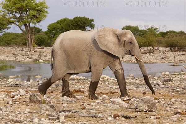 African Elephant (Loxodonta africana)