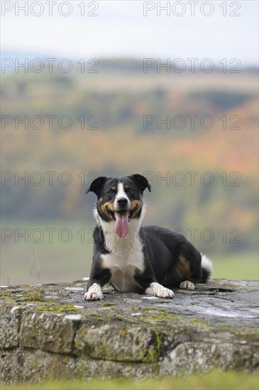 Appenzeller Sennenhund or Appenzell Mountain Dog lying on a wall