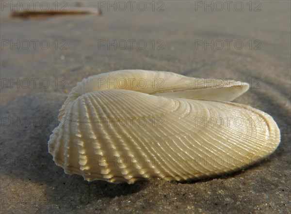 False Angel Wing or American Piddock (Petricola pholadiformis)