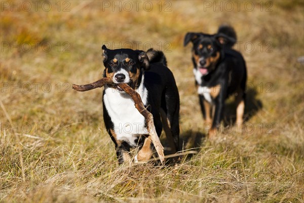 Appenzeller Sennenhund