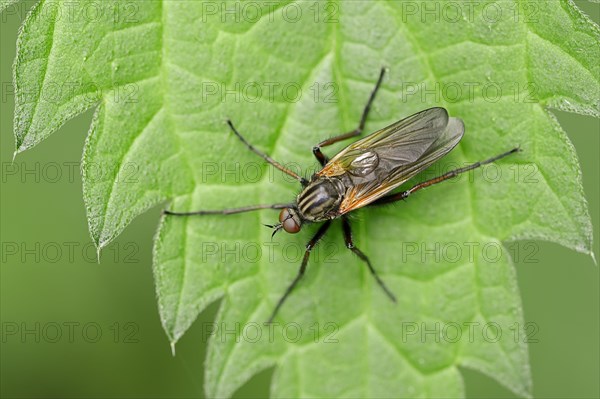 Dance Fly (Empis tesselata)