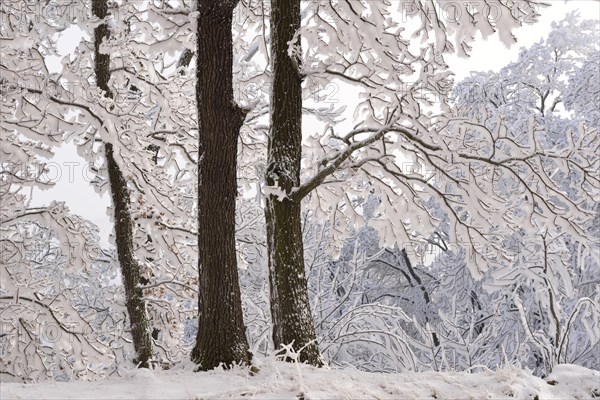 A forest in winter