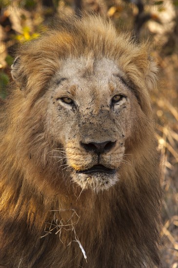 Lion (Panthera leo)