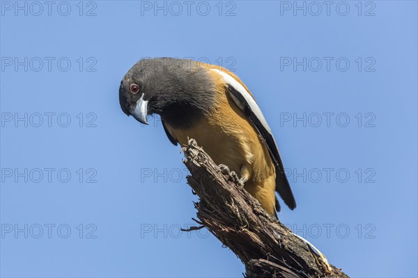 Rufous Treepie (Dendrocitta vagabunda)