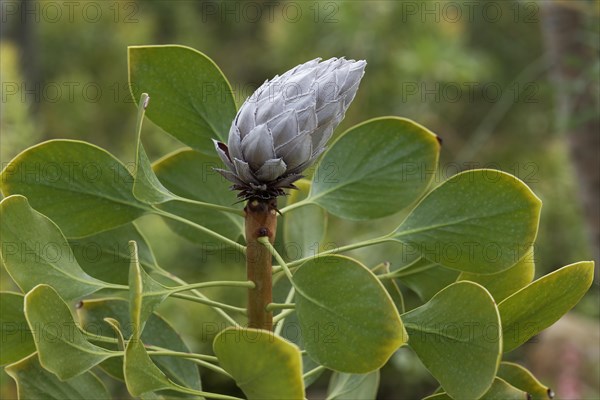 Bud of a King Protea (Protea Cynaroides)