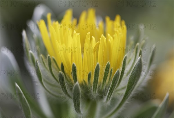 Aeonium (Aeonium ciliatum)