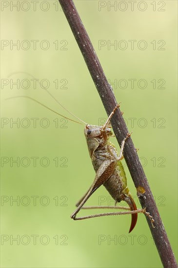 Dark Bush-Cricket (Pholidoptera griseoaptera)