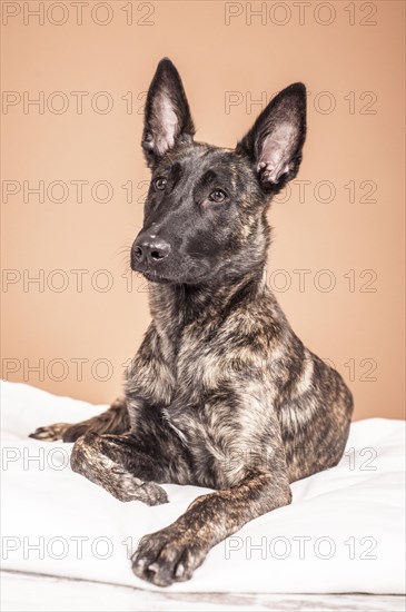 Lying Hollandse Herdershond or Dutch Shepherd Dog