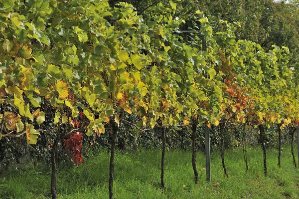 Cabernet Cortis vines in autumn coloring