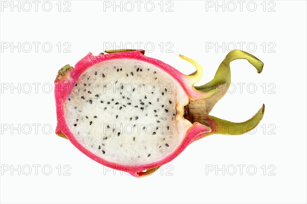 Pitahaya or Dragonfruit (Hylocereus undatus)