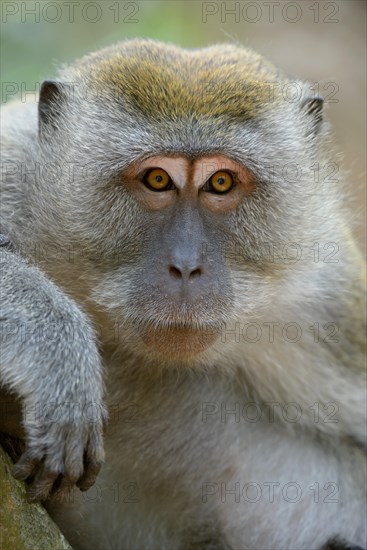 Long-tailed macaque (Macaca fascicularis)