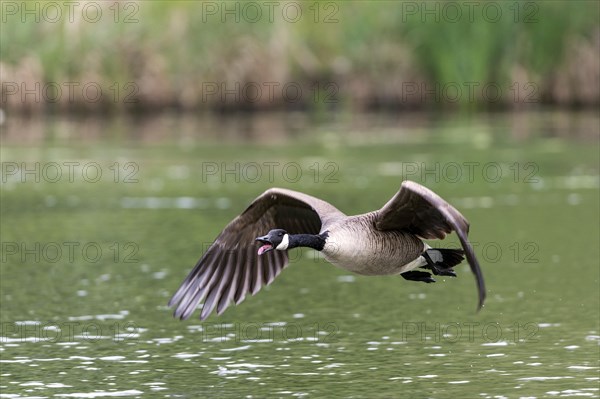 Canada Goose (Branta canadensis)