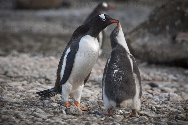 Gentoo Penguin (Pygoscelis papua) feeding young