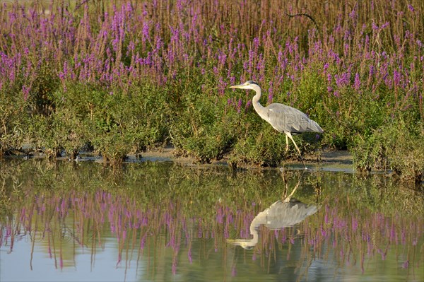 Grey Heron (Ardea cinerea)