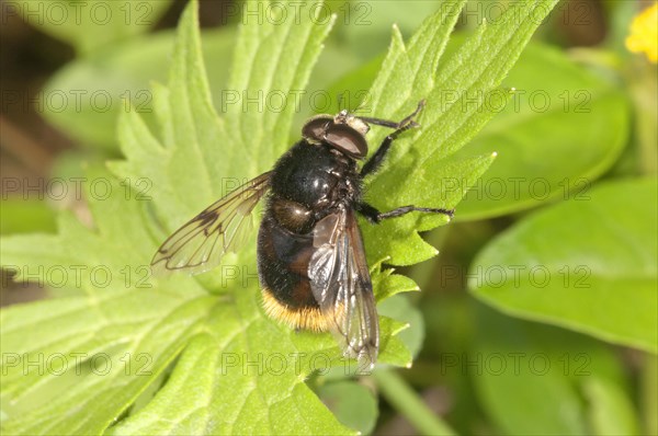 Large Hoverfly (Volucella bombylans)
