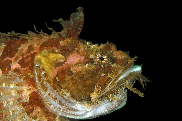 Sea Raven (Hemitripterus villosus)