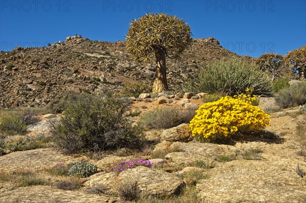 Quiver Tree or Kokerboom (Aloe dichotoma) and Skaapbos Shrub