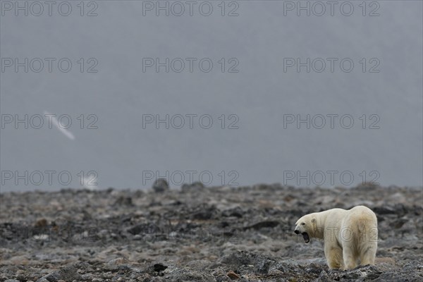 Polar Bear (Ursus maritimus)