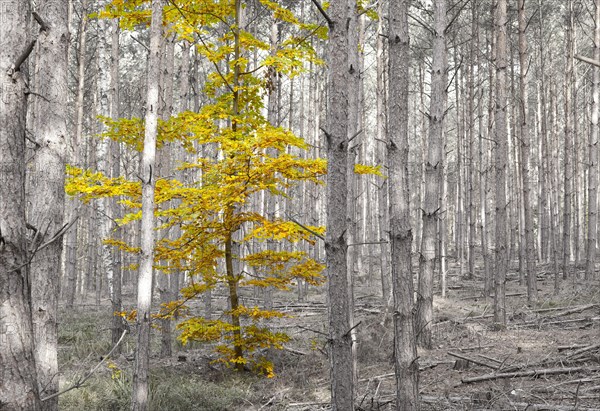 Autumn leaves of a single deciduous tree between pine trees