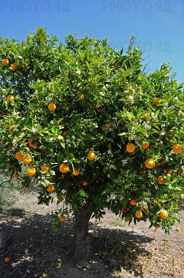 Orange Trees (Citrus x sinensis) in a plantation