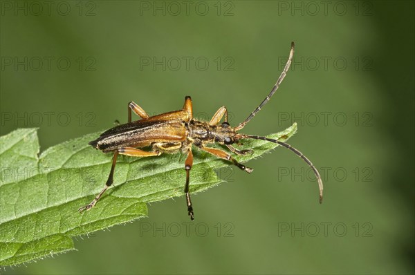 Variable Longhorn Beetle (Stenocorus meridianus)