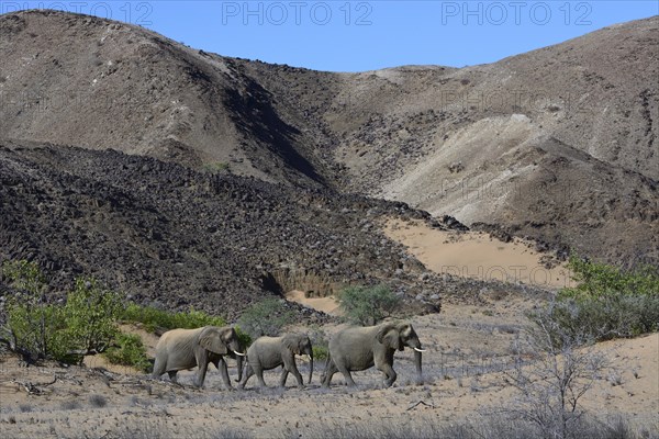 African elephants (Loxodonta africana)