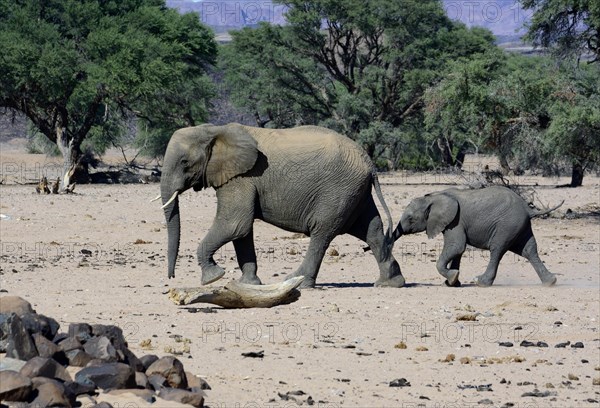 African elephants (Loxodonta africana)