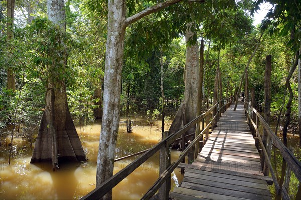 Boardwalk in the flooded forests of Varzea