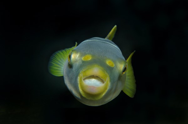 Striped puffer (Takifugu xanthopterus)