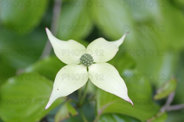 Asian Dogwood or Kousa Dogwood (Cornus kousa)