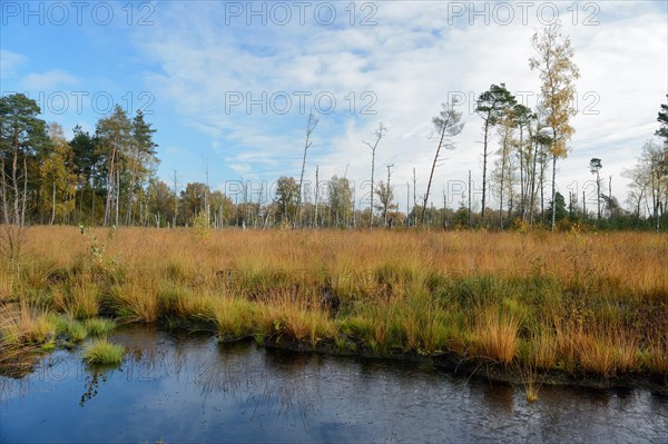 Rewetted peatlands in a bog