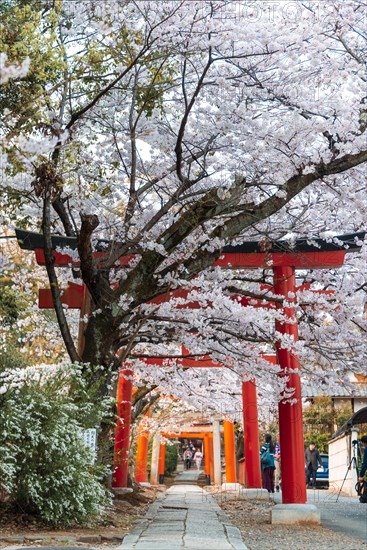 Blooming cherry trees