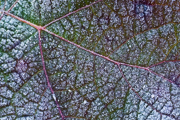 Oakleaf Hydrangea or Oak-leaved Hydrangea (Hydrangea quercifolia) with hoarfrost