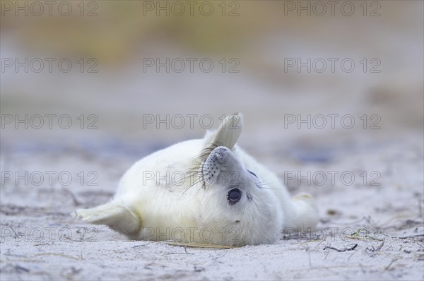 Young Grey Seal (Halichoerus grypus) pup