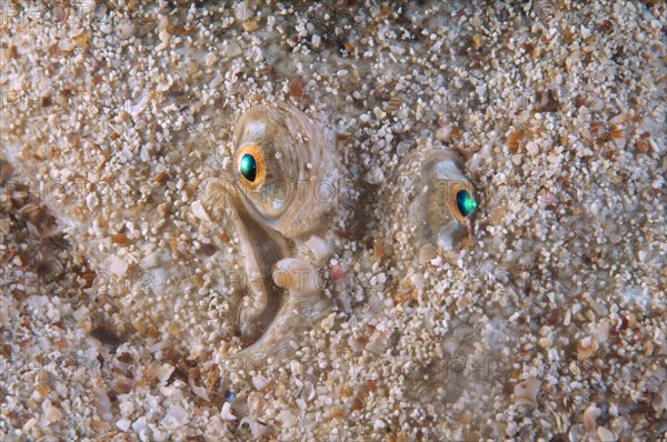 Snouted Sole (Solea lascaris nasuta