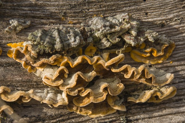 Hairy Curtain Crust (Stereum hirsutum)