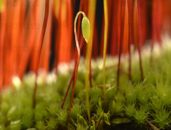 Sporophyte of Creeping feather-moss (Amblystegium serpens)