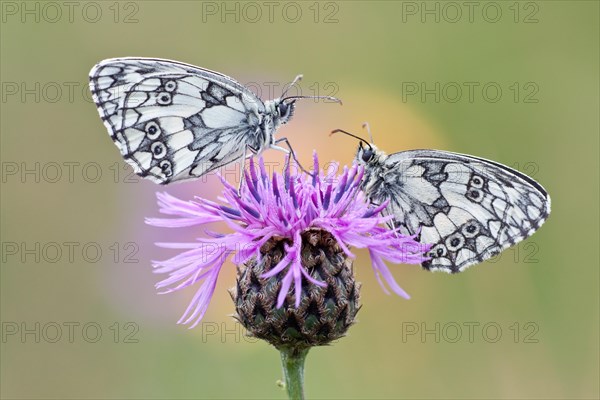 Two Marbled White Butterflies (Melanargia galathea) on Brownray Knapweed (Centaurea jacea)