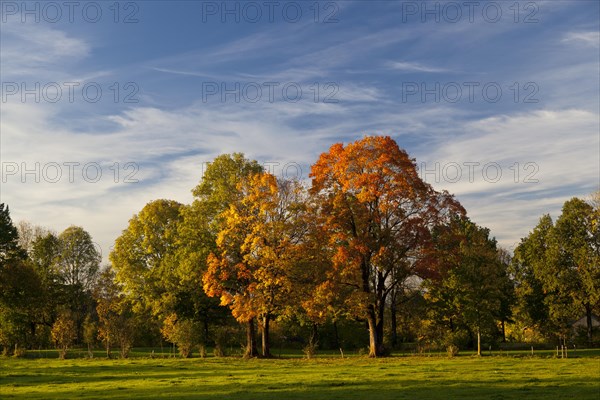 Autumn coloured trees in a meadow