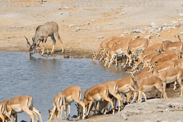Greater Kudus (Tragelaphus strepsiceros) and Black-faced Impalas (Aepyceros melampus) drinking at the waterhole