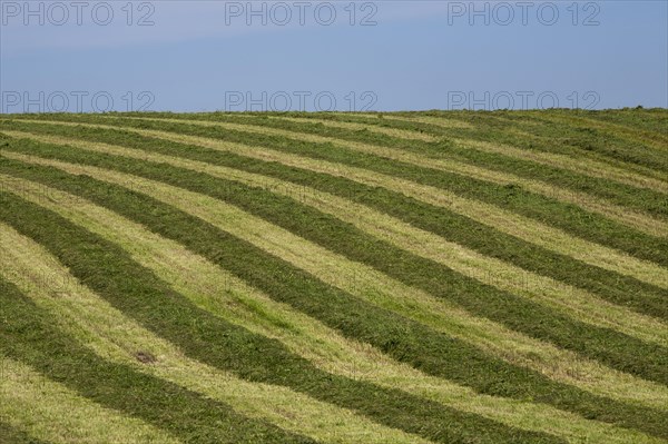 Hayfield raked in geometric patterns