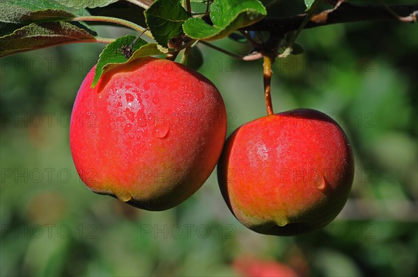 Two red apples hanging on a branch