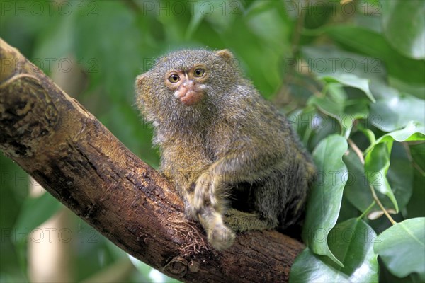 Pygmy Marmoset (Cebuella pygmaea)