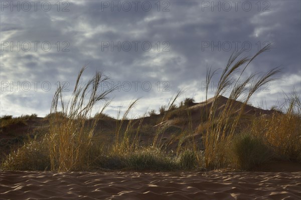 Grass growing on the Elim Dune